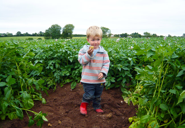 Sampling Charlotte potatoes Sampling Charlotte potatoes