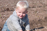 Burnt off potatoes ready for harvesting Burnt off potatoes ready for harvesting
