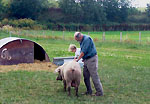 Pigs Pigs