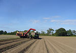 Harvesting Potatoes II Harvesting Potatoes II