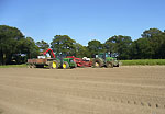 Harvesting Potatoes I Harvesting Potatoes I