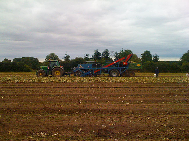 Onion Harvest July 2010 Onion Harvest July 2010