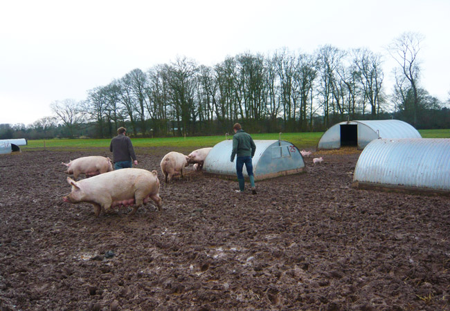 Outdoor reared organic pigs Outdoor reared organic pigs