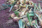 Windrowing Onions Windrowing Onions