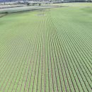 2018 – despite the continued dry weather, we have been able to keep on top of irrigation and crops are looking well.