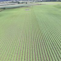 2018 – despite the continued dry weather, we have been able to keep on top of irrigation and crops are looking well.