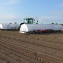 Hand weeding carrots.