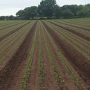 Weeded for the second time – by hand and hoe!