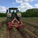 Re-ridging/weeding potatoes.