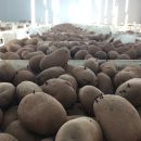 Organic Lady Balfour Seed Potatoes – Nicely chitting.