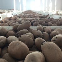 Organic Lady Balfour Seed Potatoes – Nicely chitting.