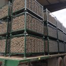 Organic Triplo Seed Potatoes – all ready for planting.