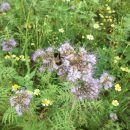 Our field margins are currentlty SWARMING with happy bumble bees, and a HOST of other excited insects!
