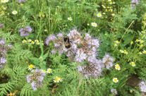 Our field margins are currentlty SWARMING with happy bumble bees, and a HOST of other excited insects!