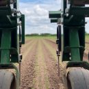 Weeding Carrots 2019 – photo courtesy of Jim.