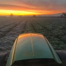 Laying straw on carrots November 2019 – photo courtesy of Jim