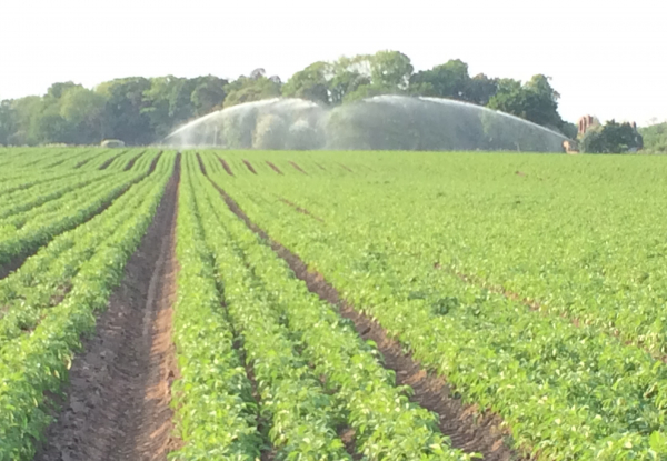 Timely irrigation, green manuring, beneficial insects, just part of the organic outlook taken.