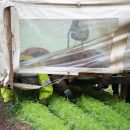 Hand weeding carrots.